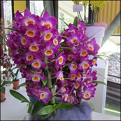 IMG_7334.JPG