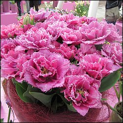 IMG_7393.JPG