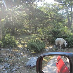 IMG_9336.JPG