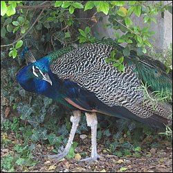 IMG_9800.JPG