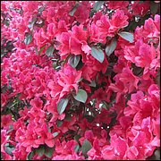 IMG_2508.JPG
