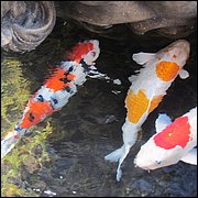 IMG_2596.JPG