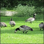 IMG_0334.JPG