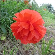IMG_0356.JPG