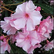 IMG_0873.JPG