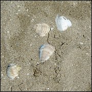 IMG_1164.JPG