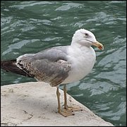 IMG_1318.JPG