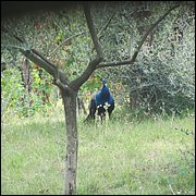 IMG_4578.JPG