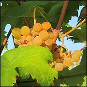 IMG_4602.JPG