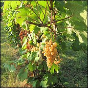 IMG_4605.JPG