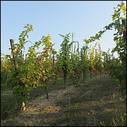 IMG_4609.JPG