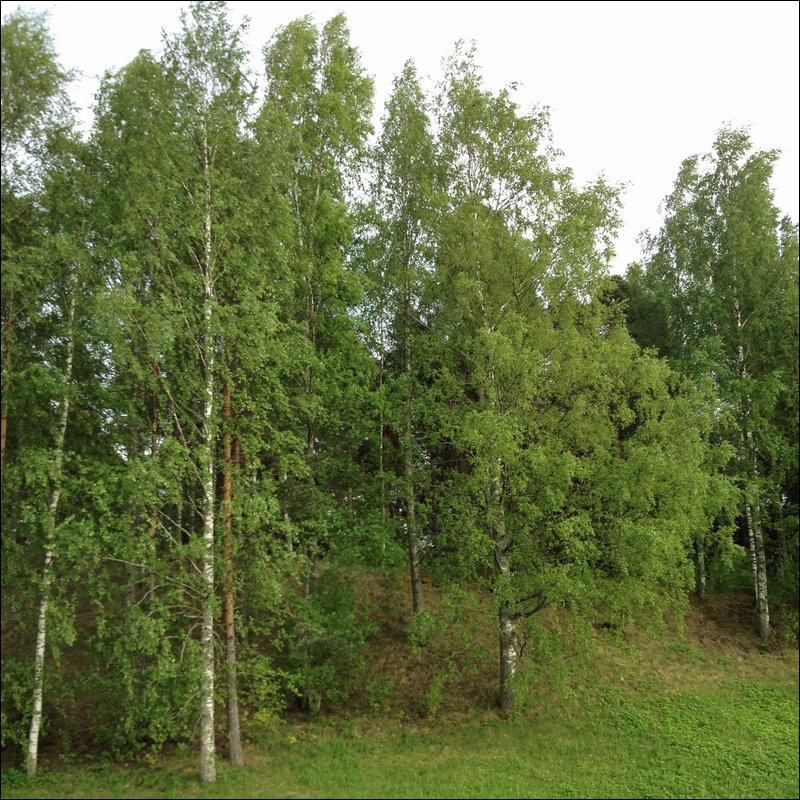 25.JPG