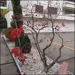 IMG_4734.JPG
