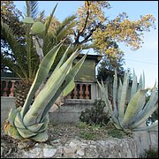 IMG_6490.JPG