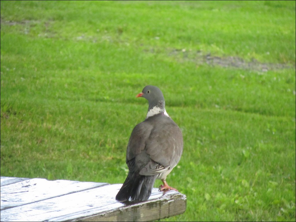 IMG_0285.JPG