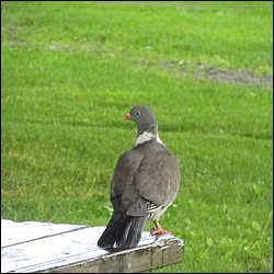 IMG_0285.JPG