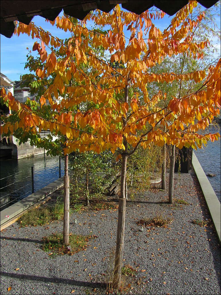 IMG_4237.JPG