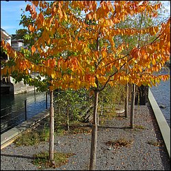 IMG_4237.JPG