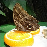 DSC08421.JPG